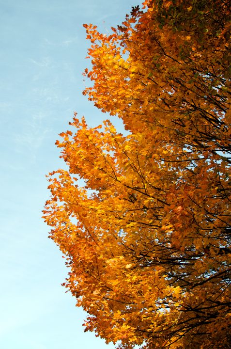Fall Colors
