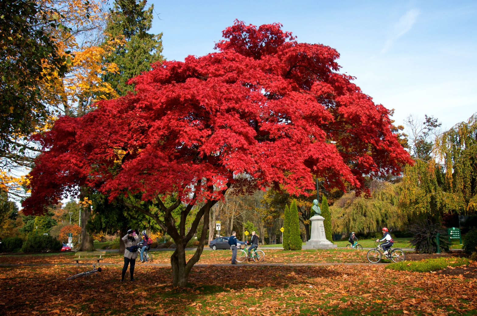 Bright Red Leaves On Tree Fall Colors