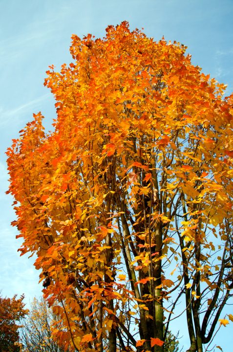 Fall Colors