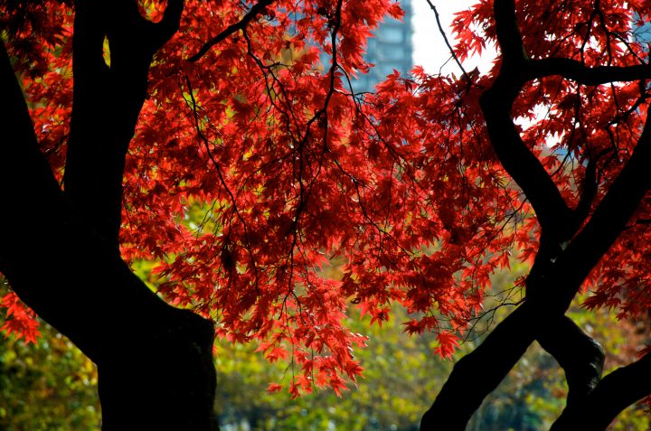 Fall Colors