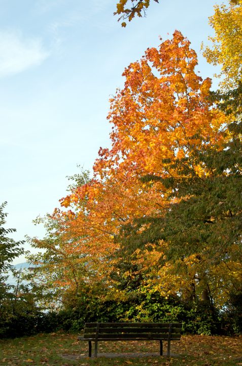 Fall Colors