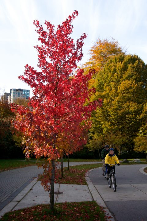 Fall Colors
