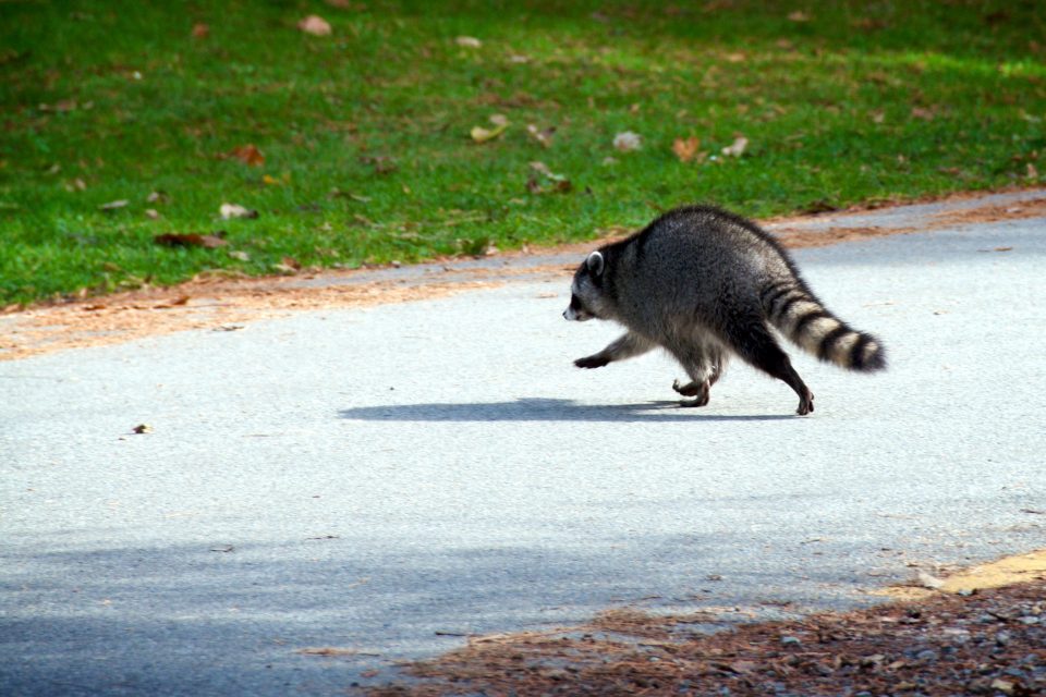 Raccoon Crossing