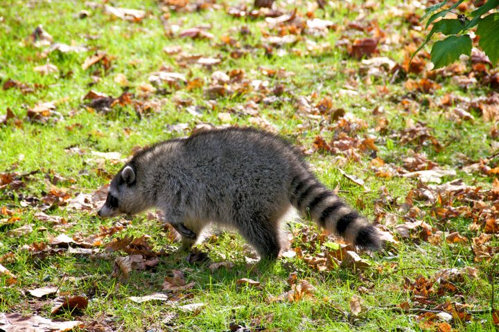 Baby Raccoon