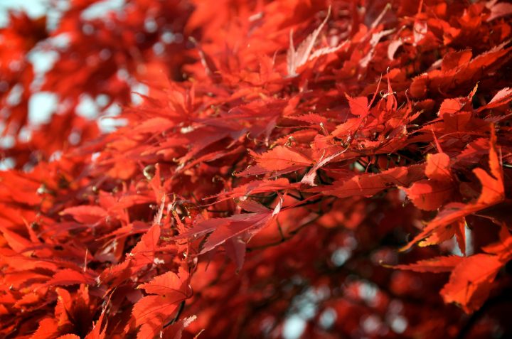 Fall Colors