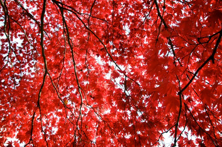 Fall Colors