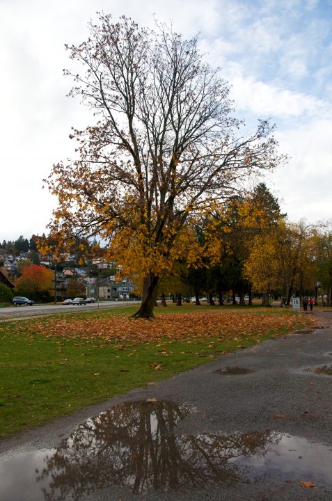 Leaf Circle