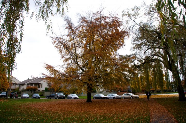 Leaf Circle