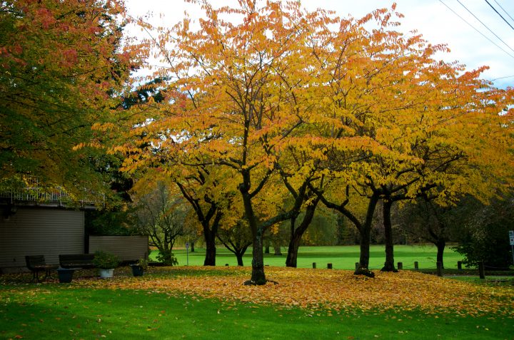Leaf Circle