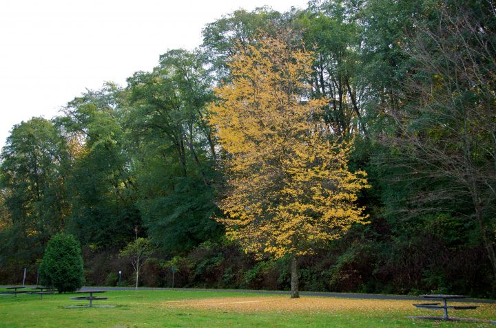 Leaf Circle