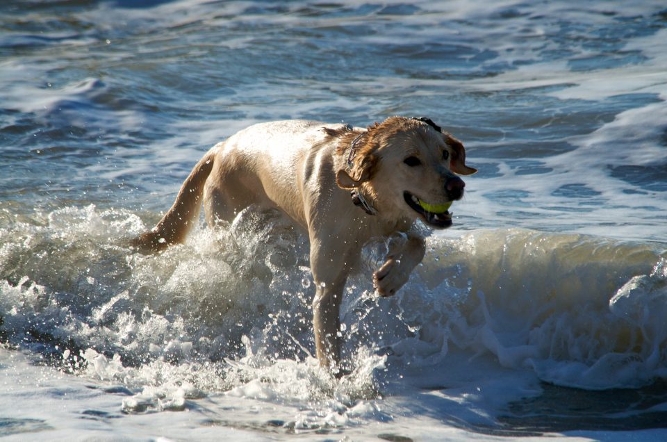 dog running out of the ocean with ball in mouth