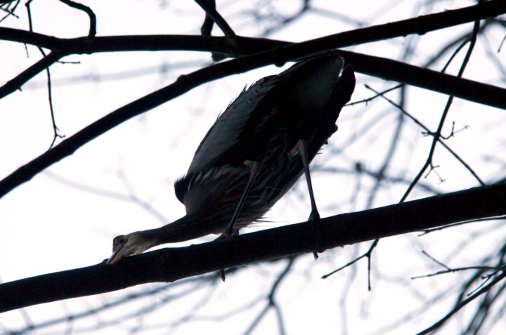 Blue Heron