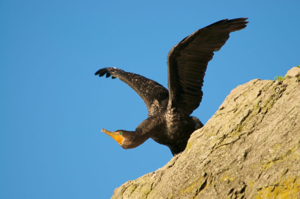 Cormorant Flapping