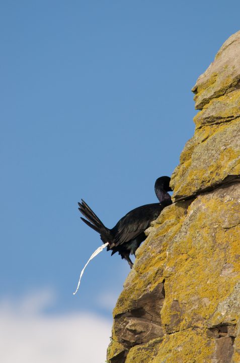 Cormorant Pooping!