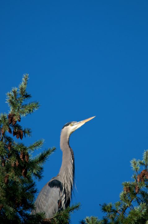 Heron