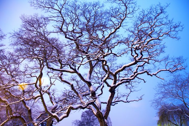 Frozen Tributaries