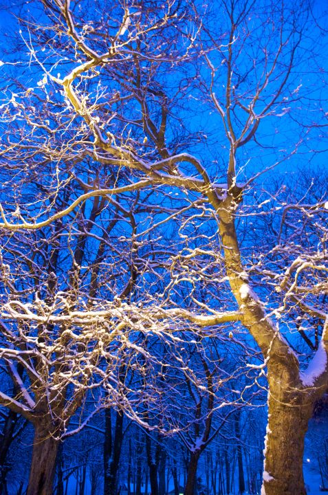 Moar Snow Trees
