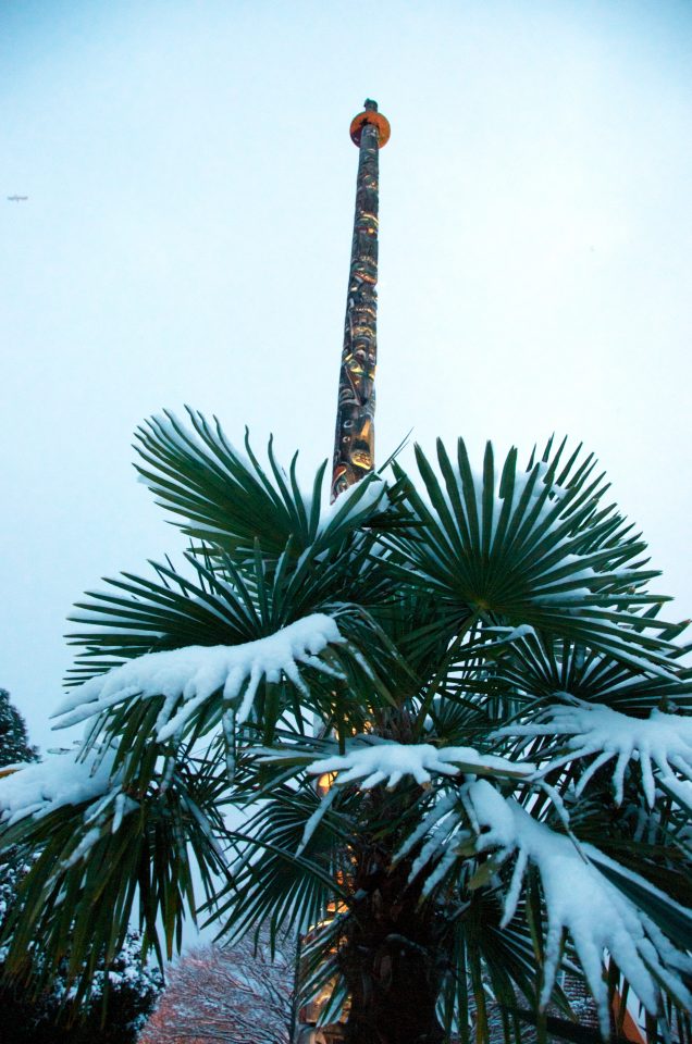 Palm Tree Under Snow