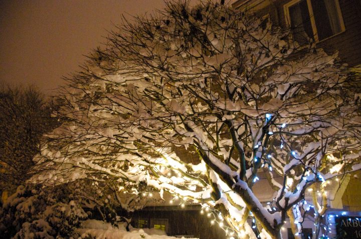 sticky snow sticks to tree with sticks on it