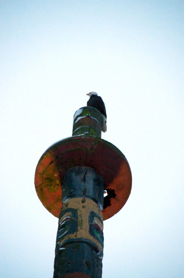Bald Eagle Atop Totem Pole