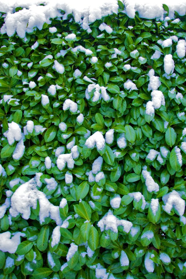 Green Leaves and Snow