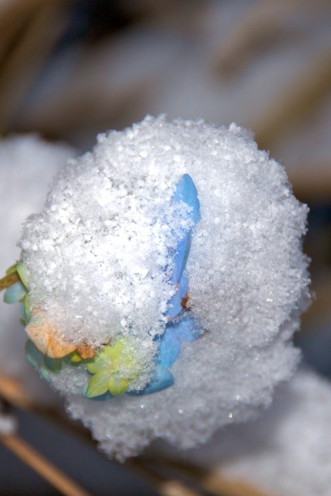 Natural Snowball