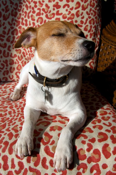 Target on the couch