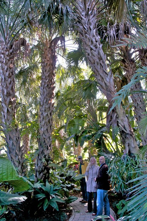 In the garden