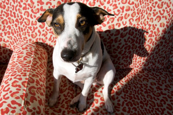 Buzz on the couch