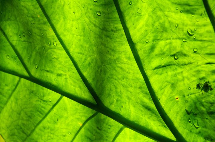 Leaf