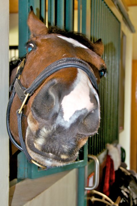 Horse