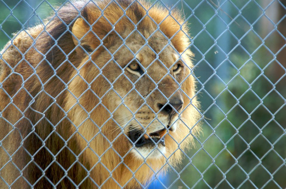 Lion Behind A Chainlink Fence