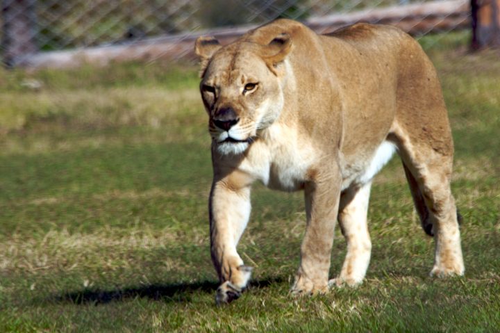Lioness Walking