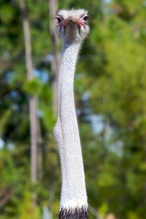 Austrich Swallowing Food