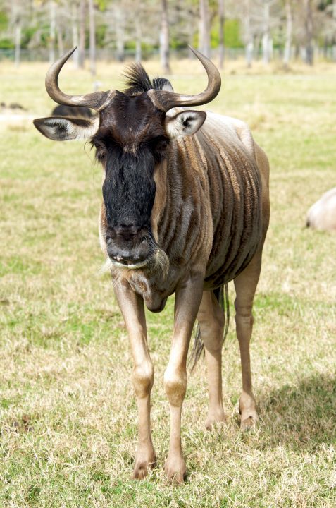 wildebeast