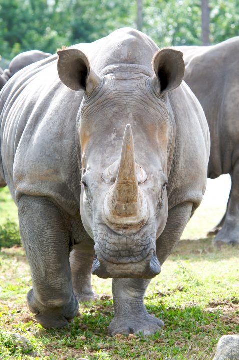 Rhino