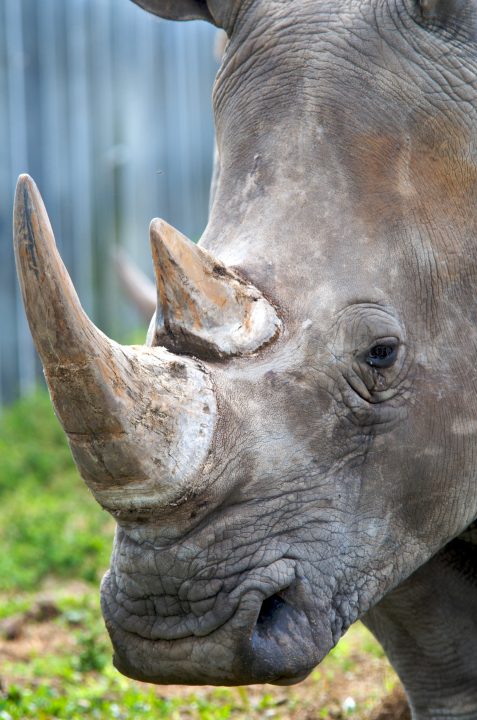 Rhino