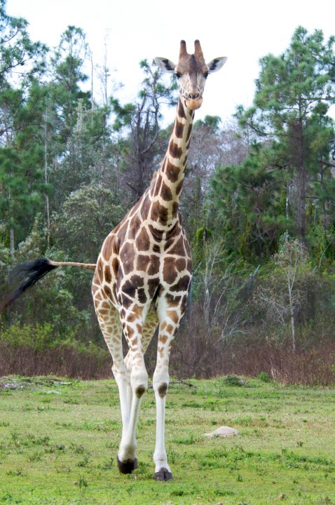 Giraffe