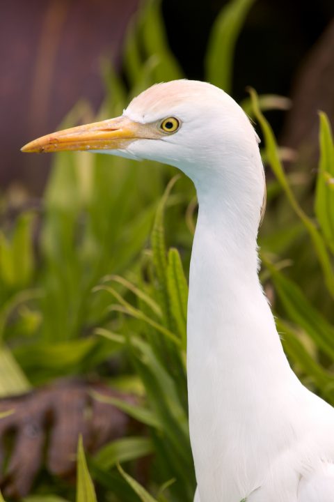 Egret