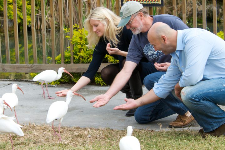 Feeding the birds