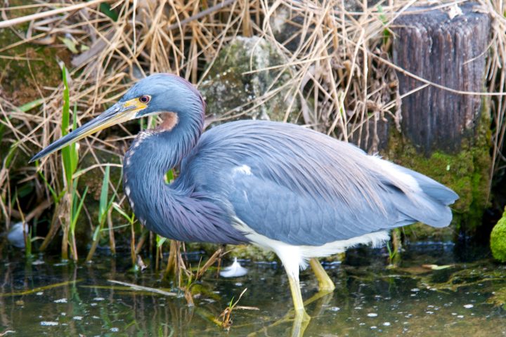 Tri Colored Heron (i think)