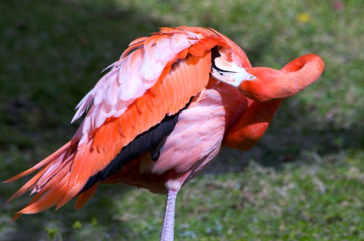 Pink Flamingo