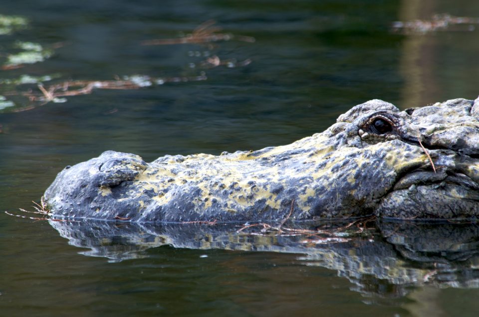 Huge Alligator