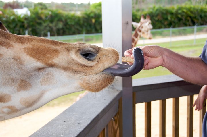 Giraffe Tongue