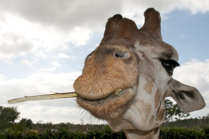 Nom Nom Nome