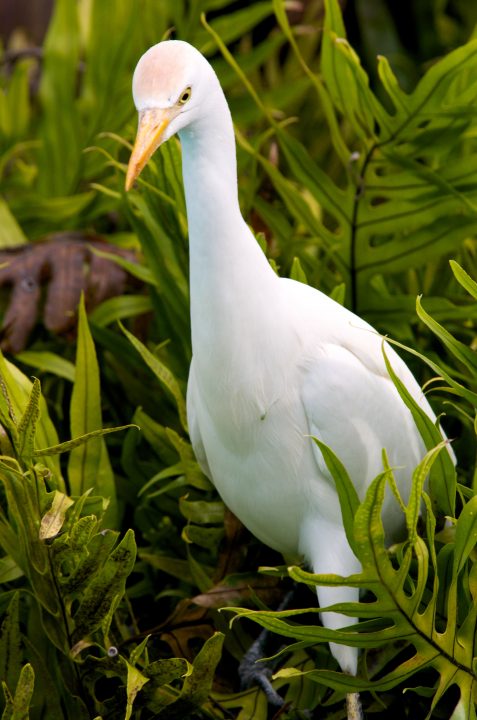 Egret