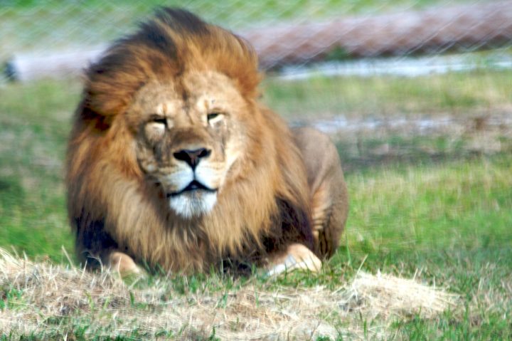 The King