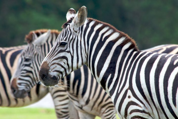 Zebra