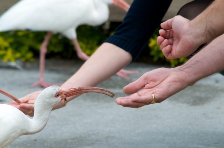 Feeding the birds