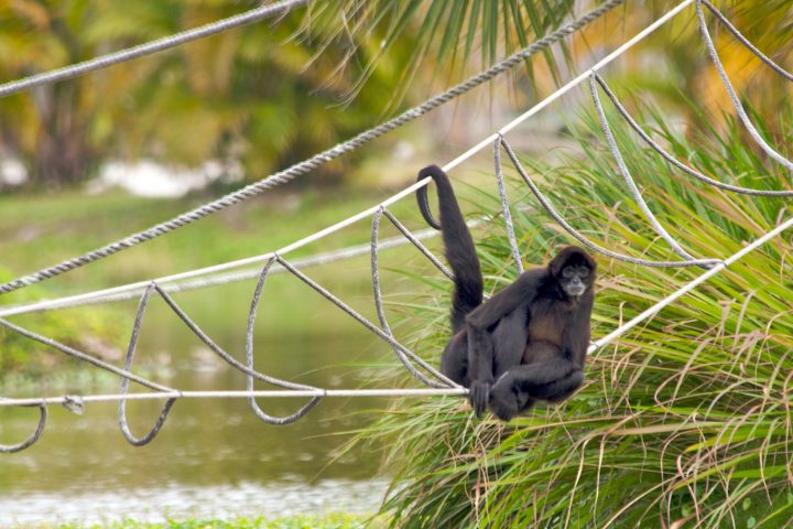 Prehensile Tail
